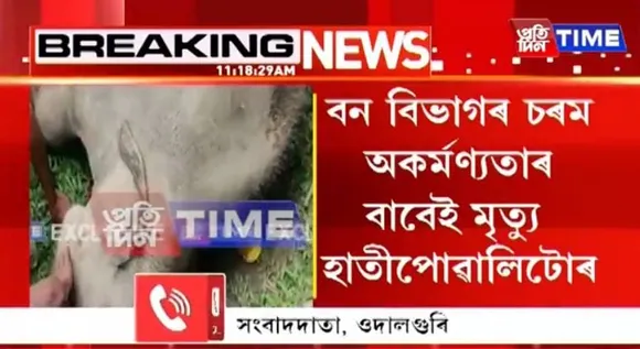 Assam: Baby Elephant Dies After Struggling To Get Out Of Ditch