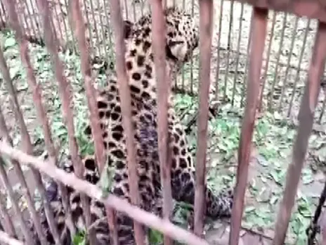 Leopard Cub Rescued From Tea Estate In Dibrugarh