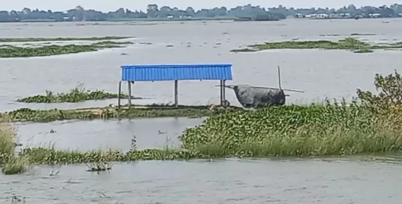 Vast Area Of Mayong Inundates  By Late Floods