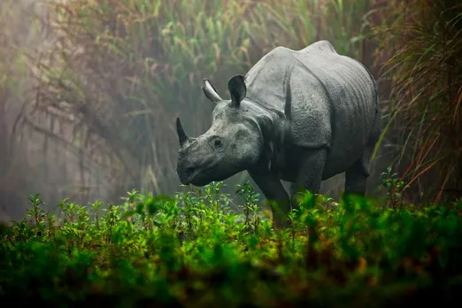 Assam: Rescue Center Now Becomes Home For Orphaned Rhinos