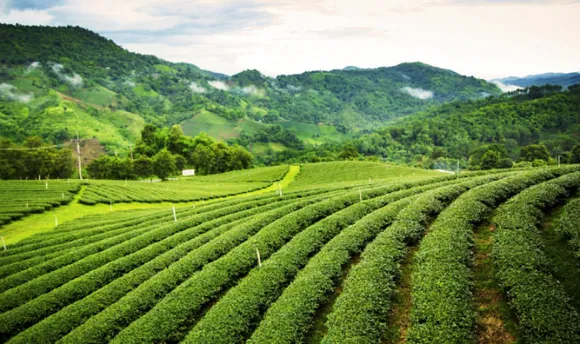 Assam: Banned Chemicals Used In Tea Production Of Nalani, Daisajan Tea Estates