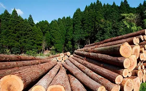 Forest Timber Trading Licenses Cancelled For Non Compliance Of Rule