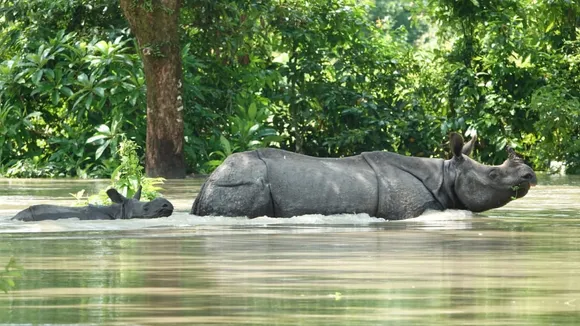 Kaziranga Flood Kills At least 24 Animals