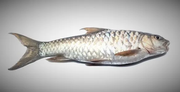Sikkim Declares ‘Katley’ as State Fish