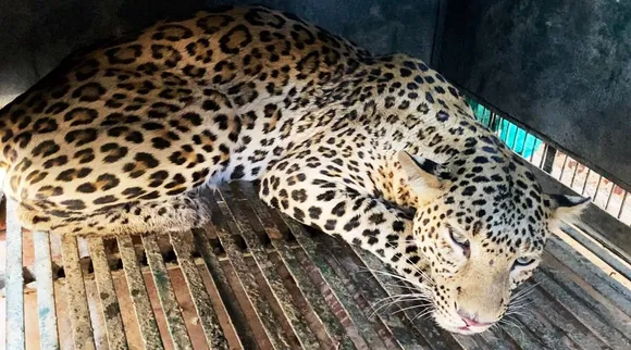 Assam: Full Grown Leopard Rescued In Dibrugarh