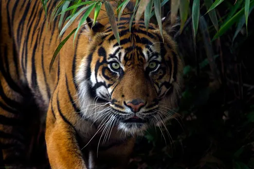 Assam: 2 Injured In Tiger Attack In Mariani