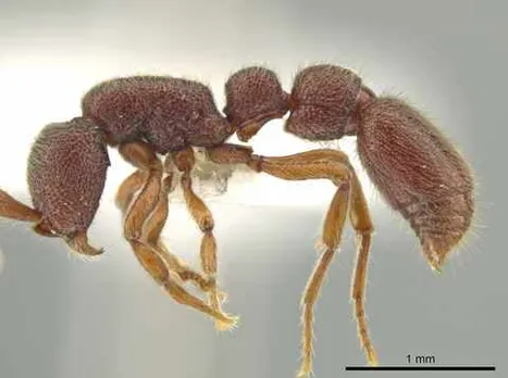Rare Species Of Ant Spotted In Arunachal Pradesh