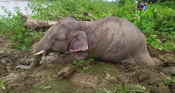 Assam: Carcass Of Male Elephant Recovered At Dehing Patkai National Park