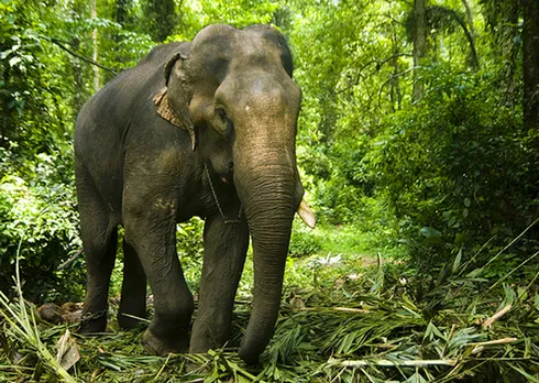 Smuggled Elephants Rescued By Dhubri Forest Dept In Bengal