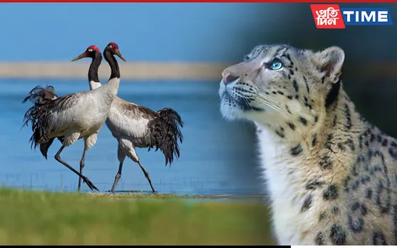 Snow Leopard, Black Necked Crane Declared State Animal And Bird Of Ladakh