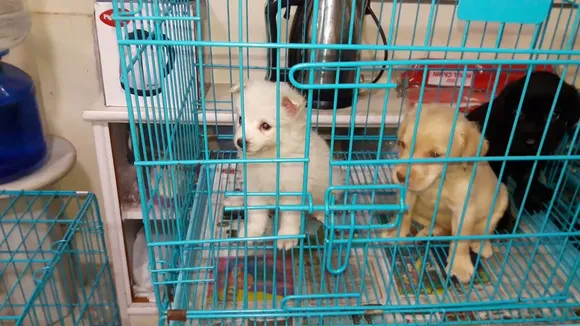 Guwahati: Fire At Pet Store Leaves 3 Dogs, 3 Rabbits Dead