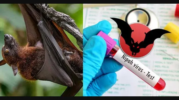 68 Under Isolation For Nipah Virus In Kerala