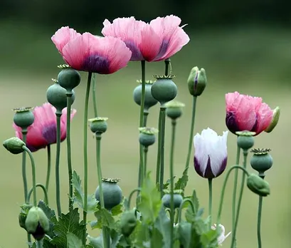 Journalist Arrested In Jharkhand For Clearing Forest Land To Cultivate Opium Poppy