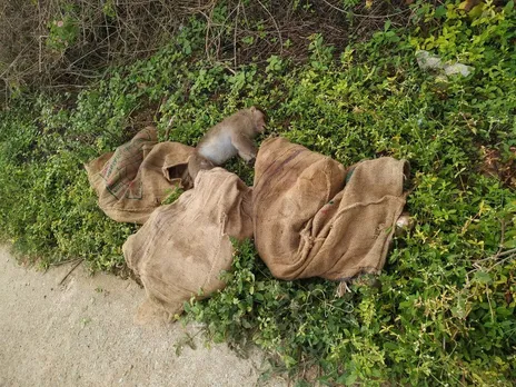 Over 20 monkeys poisoned and dumped near highway at Kolar