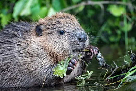 In A First Globally, Beavers Detect Covid-19 In Mongolia