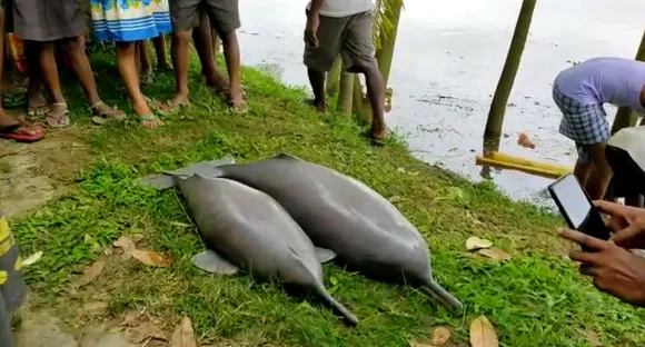 Assam: 2 River Dolphins Found Dead In Boko