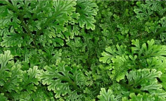 ‘Sanjeevani’ Herb Discovered First Time In Arunachal Pradesh