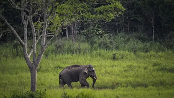 Orang National Park To Reopen From September 30