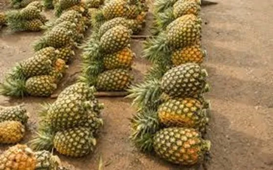Meghalaya Explores Use of Pineapple to make Vegan Leather
