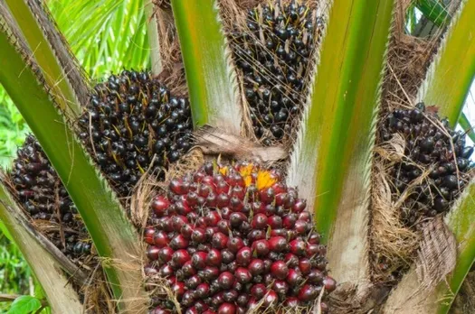 Oil Palm Cultivation Will Turn NE Into Agro Commodity Hub: Narendra  Tomar