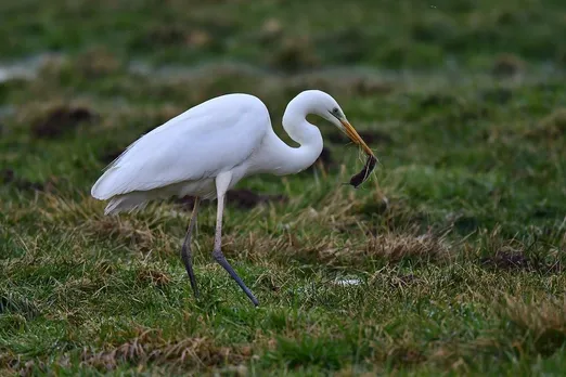 2 Arrested In Boko For Hunting Egrets