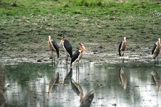 Pelican Colony Of Kaziranga National Park Re-opens For Tourists