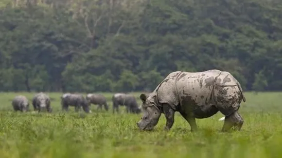 Assam: Pobitora Wildlife Sanctuary Reopens For Tourists