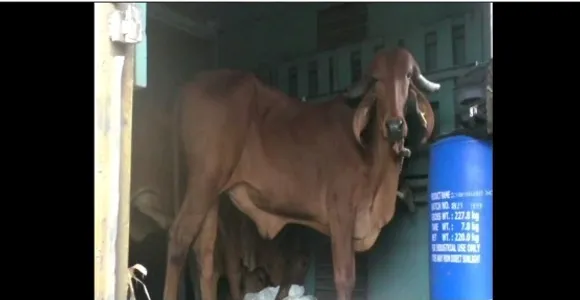 Assam: 108 Gir Cows Brought from Gujarat for Garukhuti Project
