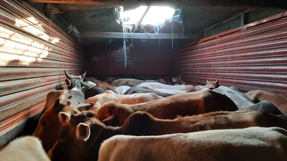 Assam Police Foils Cattle Smuggling Bid In Guwahati, 7 Arrested