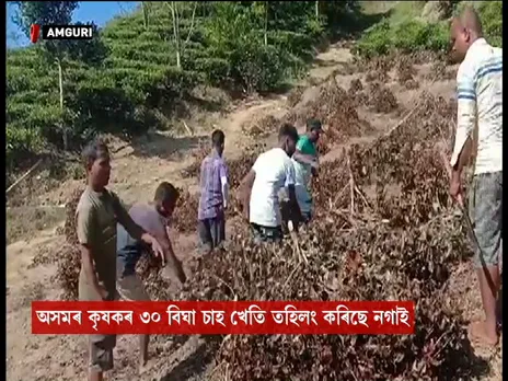30 ‘Bighas’ Tea Plantation Burnt Down Along Assam-Nagaland Border