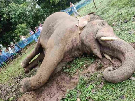 Assam: A Wild Elephant Dies Due To Electrocution In Hojai