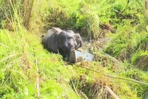 Guwahati: Wild Elephant Stuck In Wetland In Katakipara