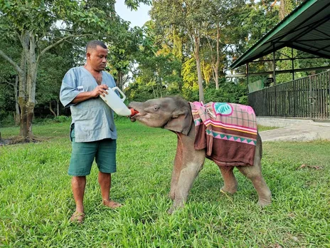 Assam: Offspring Of Electrocuted Elephant Under Care At CWRC