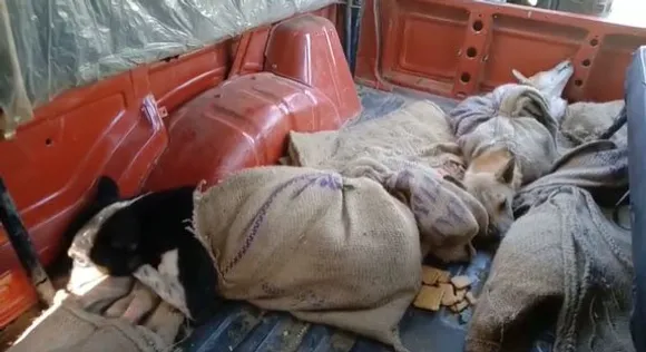 Assam: 2 Held For Smuggling Dogs For Meat In Golaghat