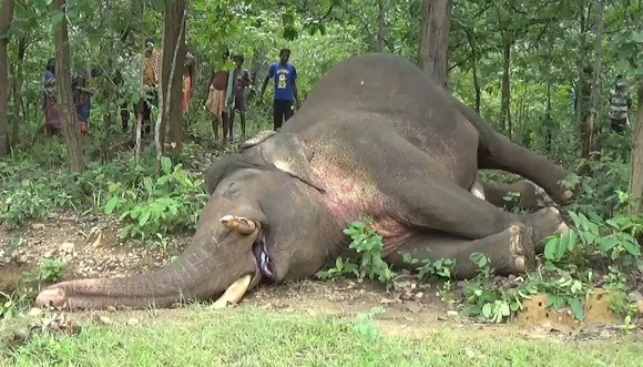 Assam: Wild Elephant Carcass Recovered, Died Due To Electrocution