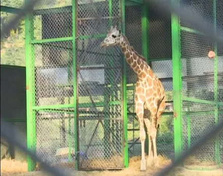 Guwahati: A Giraffe at Assam State Zoo Dies