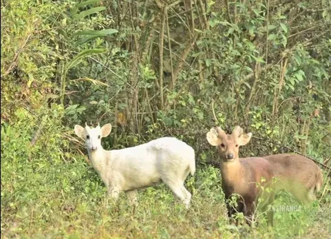 Albino Hog Deer Spotted at Kaziranga National Park
