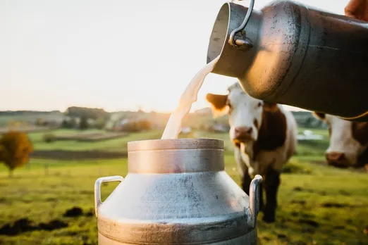 Milk Production in Northeast Increased by 4.9%