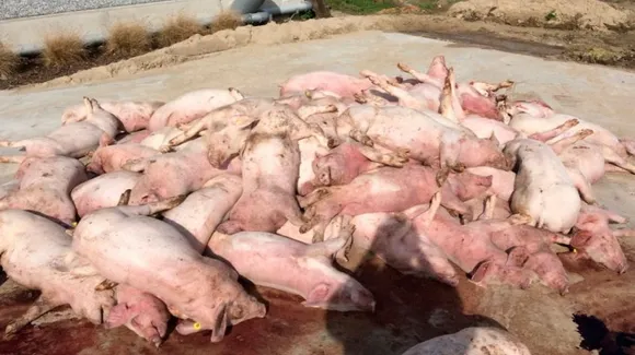 Mizoram: Over 29000 Pigs Died Due to African Swine Fever