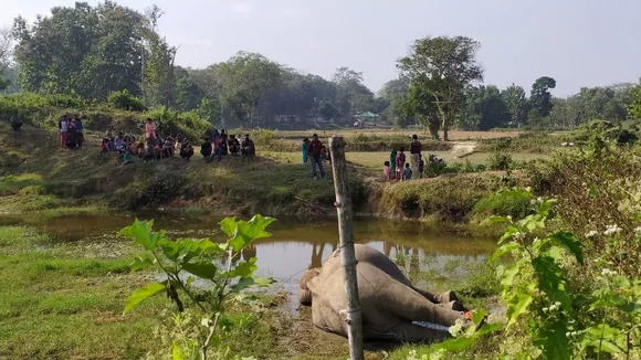 Karbi Anglong: Two elephants die due to suspected poisoning