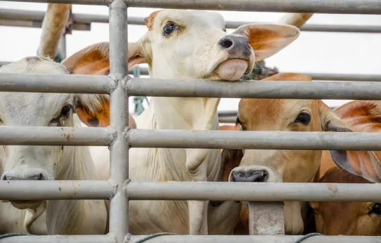 Goalpara: 3 Caught In Operation Against Illegal Cattle Smuggling