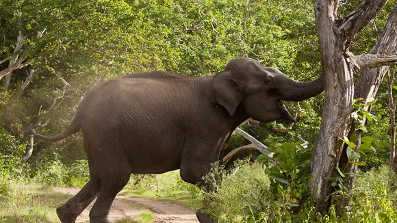 Assam: Forest Guard Critical After Attack By Elephants In Hojai