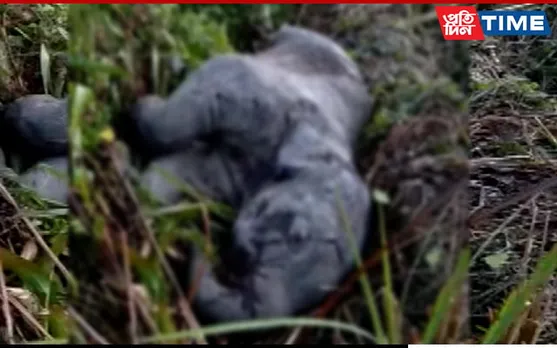 Assam: Elephant Calf Killed In Mariani After Collision With Train
