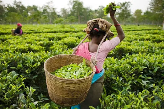 TTDC To Employ More Workforce For Better Plucking Of Tea Leaves
