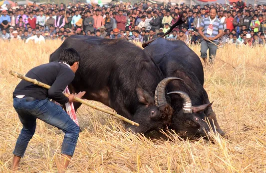 Assam: Tensions Flare In Morigaon As Authorities Cancel Buffalo Fights