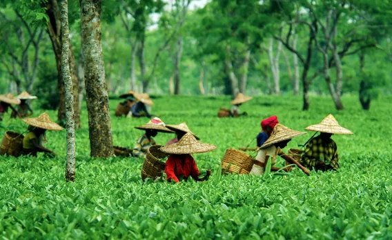 assam women