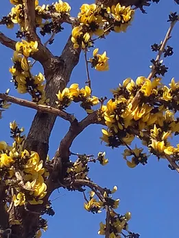 yellow palash
