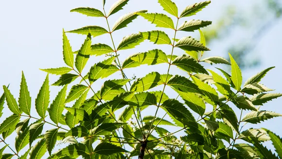Neem Leaves
