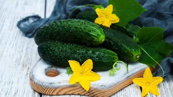 Cucumber