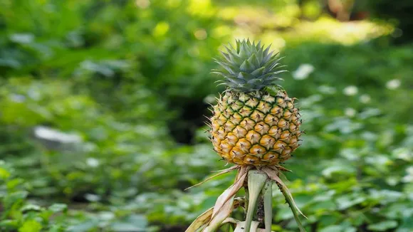 Pineapple